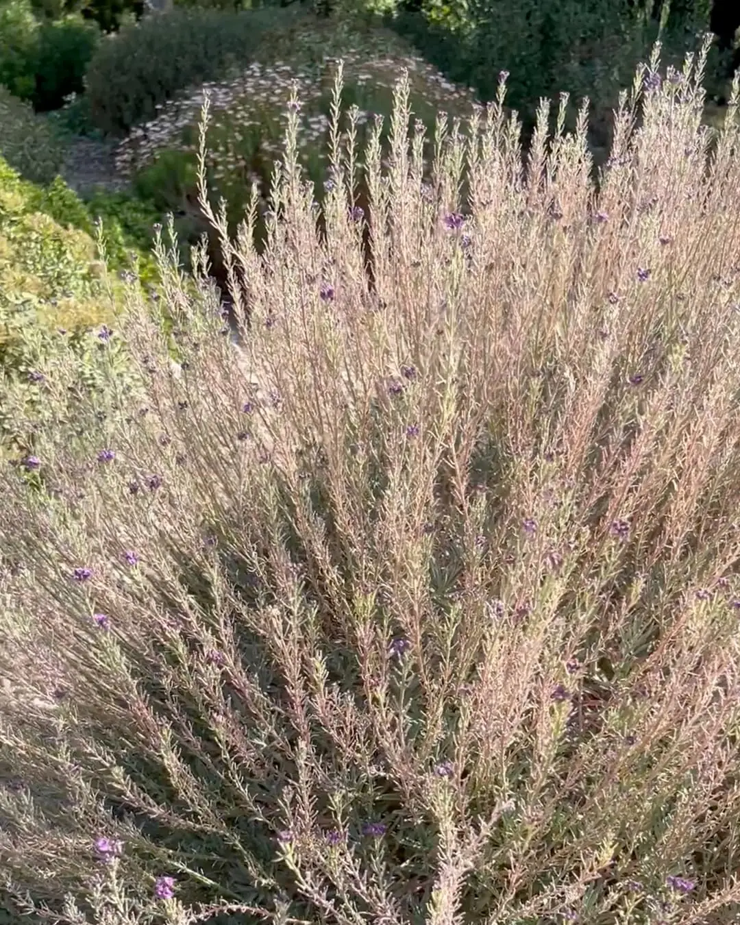 Diseño de paisajismo