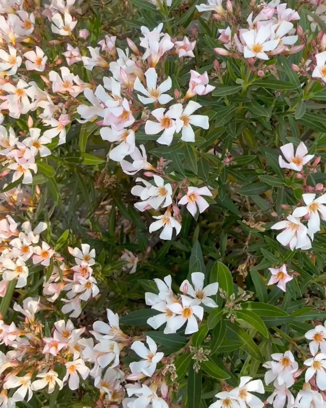 Mantención de jardines