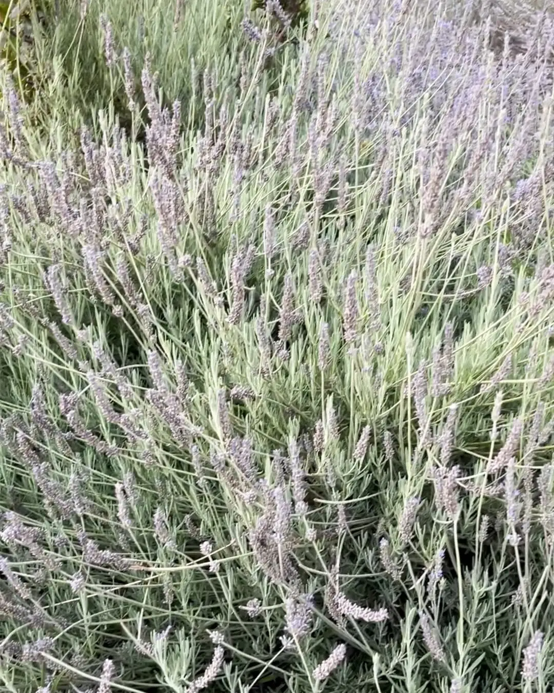 Mantención de jardines